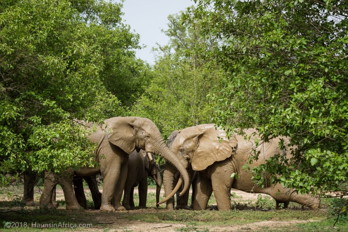 Ghana: Mole National Park